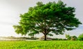 Big green tree with beautiful branches in the park. Green grass field near lake and watercycle. Lawn in garden on summer with Royalty Free Stock Photo