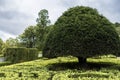 Big green tree cut and maintained in a round shape. Park with hedge and trees