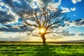 Big green tree in a field, dramatic clouds, sunset shot Royalty Free Stock Photo