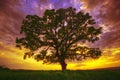 Big green tree in a field, dramatic clouds Royalty Free Stock Photo