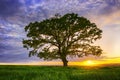 Big green tree in a field, dramatic clouds Royalty Free Stock Photo