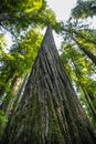 Big green tree forest look up view at Redwoods national park spring Royalty Free Stock Photo