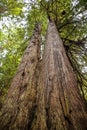 Big green tree forest look up view at Redwoods national park spring Royalty Free Stock Photo