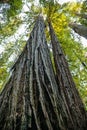 Big green tree forest look up view at Redwoods national park spring Royalty Free Stock Photo