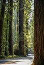 Big green tree forest road view travel at Redwoods national park spring