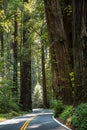 Big green tree forest road view travel at Redwoods national park spring Royalty Free Stock Photo