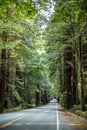 Big green tree forest road view travel at Redwoods national park spring Royalty Free Stock Photo