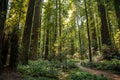 Big green tree forest trail at Redwoods national park spring Royalty Free Stock Photo