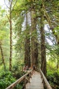 Big green tree forest trail at Redwoods national park spring