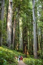 Big green tree forest trail at Redwoods national park spring