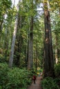 Big green tree forest trail at Redwoods national park spring