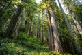 Big green tree forest trail at Redwoods national park spring Royalty Free Stock Photo