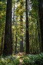 Big green tree forest trail at Redwoods national park spring Royalty Free Stock Photo