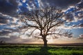 Big green tree in the green field, dramatic clouds, sunset shot Royalty Free Stock Photo