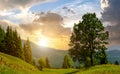 Big green tree growing on grass meadow in mountains at sunset Royalty Free Stock Photo