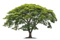 big green tree isolate on white background Royalty Free Stock Photo