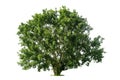 Big green tree isolate on white background, Royalty Free Stock Photo