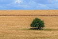 Big tree in a corn field - tree isolated in the field - corn harvesting Royalty Free Stock Photo