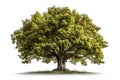 Big green tree isolated on white background with clipping path and shadow. Royalty Free Stock Photo