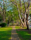 Big Green Tree and Park Pathwalk Royalty Free Stock Photo