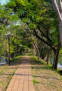 Big Green Tree and Park Pathwalk Royalty Free Stock Photo