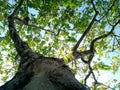 A big green tree on the roadside