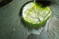 Big green tree and spiral staircase of underground crossing in tunnel at Fort Canning Park, Singapore. Royalty Free Stock Photo