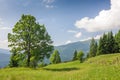 Big green tree standing on grass meadow in mountains Royalty Free Stock Photo