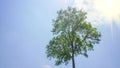 A big green tree under the blue sky with white clouds, the golden sunlight naturally illuminates the right side Royalty Free Stock Photo