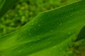 Big Green Tree Wet Leave in Garden/Park Greenery Stock Photograph Image Royalty Free Stock Photo