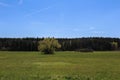 Big green treen with forest in background. Czech landscape Royalty Free Stock Photo
