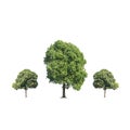 Big green trees collection isolated.