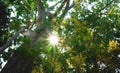 Big green trees in the park with midday sunlight