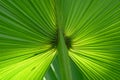 Big green tropic palm leaf with light background Royalty Free Stock Photo