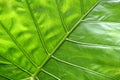 Big green tropical leaf background - Giant Upright Elephant Ear close-up Royalty Free Stock Photo