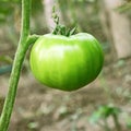 Big green unripe tomato Royalty Free Stock Photo