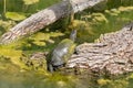 Green water turtle enjoing sunbath close up Royalty Free Stock Photo