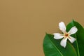 Big green wet ficus leaves white tropical flower on brown background. Template for organic cosmetics spa wellness skin body care