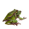 Big green whipping frog isolated on white Royalty Free Stock Photo