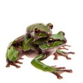 Big green whipping frog isolated on white Royalty Free Stock Photo