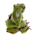 Big green whipping frog isolated on white Royalty Free Stock Photo