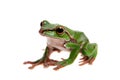 Big green whipping frog isolated on white Royalty Free Stock Photo