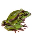 Big green whipping frog isolated on white Royalty Free Stock Photo