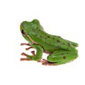 Big green whipping frog isolated on white Royalty Free Stock Photo