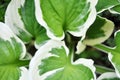 Big Green And White Leaves Such As Nature Background