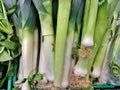 Big green-white leek closeup healthy vegetables