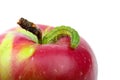 Big green worm crawling over red apple Royalty Free Stock Photo