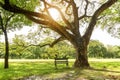 A big greenery branches of Rain tree plant under sunshine morning beside fresh green grass lawn yard