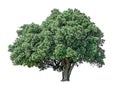 Big greenery Holly oak tree isolated, an evergreen leaves plant die cut on white background with clipping path Royalty Free Stock Photo