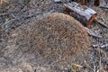 Big grey ant hill in the forest Royalty Free Stock Photo